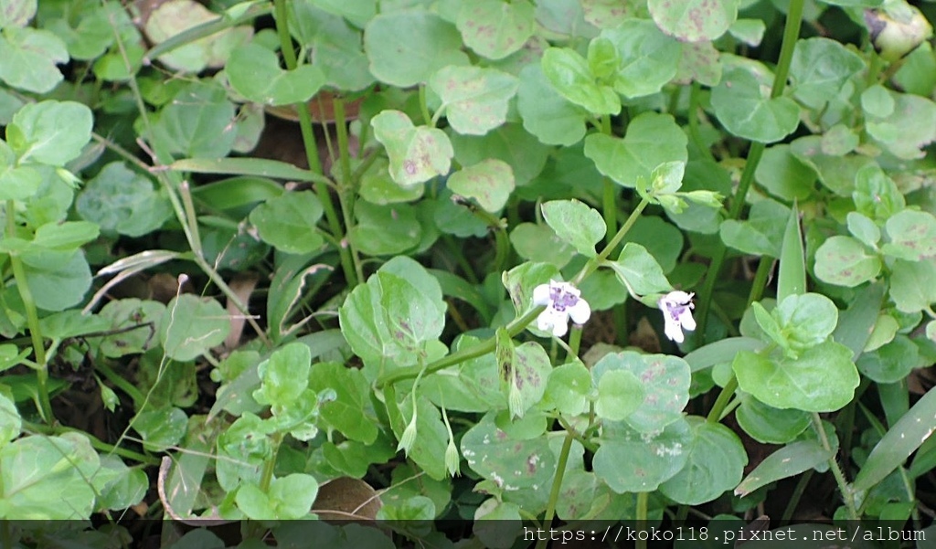 111.2.5 新竹公園-昆蟲館-心葉水薄荷(伏生風輪菜)1.JPG