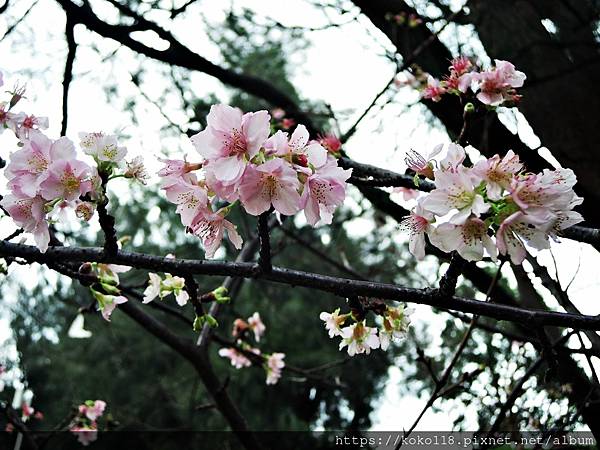 111.2.5 新竹公園-河津櫻9.JPG