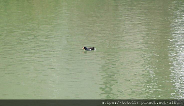 111.2.5 新竹公園-紅冠水雞.JPG