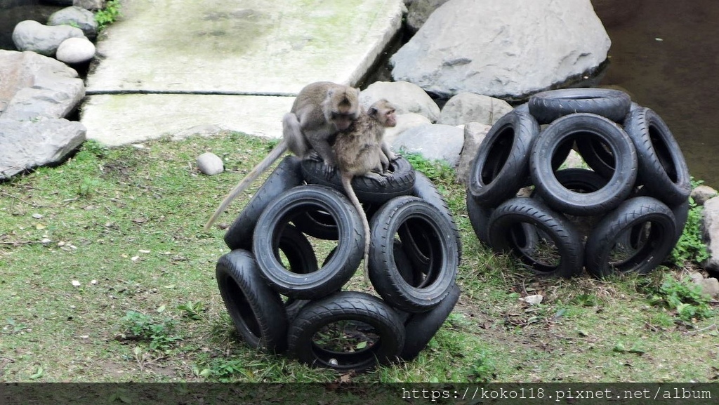 111.2.5 新竹動物園-馬來猴3.JPG