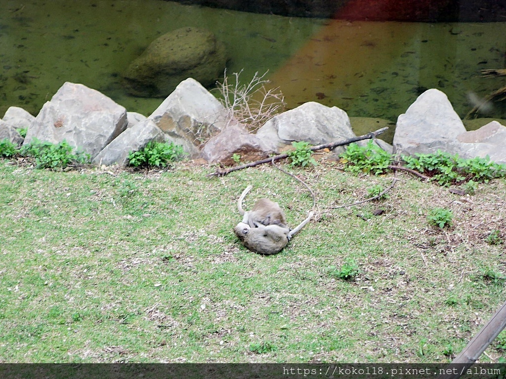 111.2.5 新竹動物園-馬來猴5.JPG