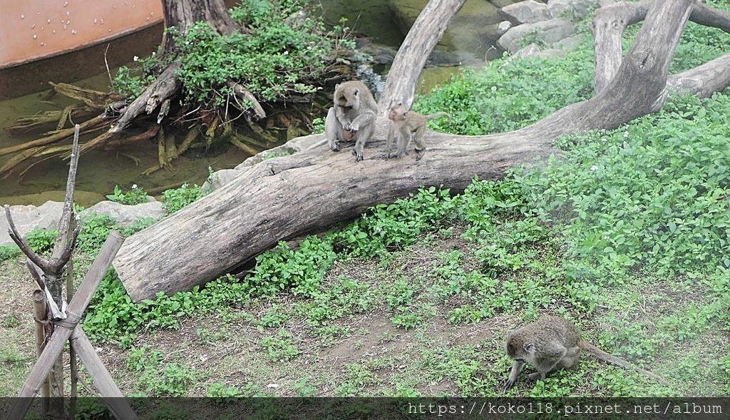 111.2.5 新竹動物園-馬來猴10.JPG