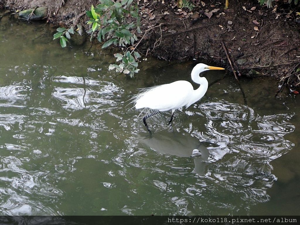 111.2.13 新竹公園-白鷺鷥3.JPG