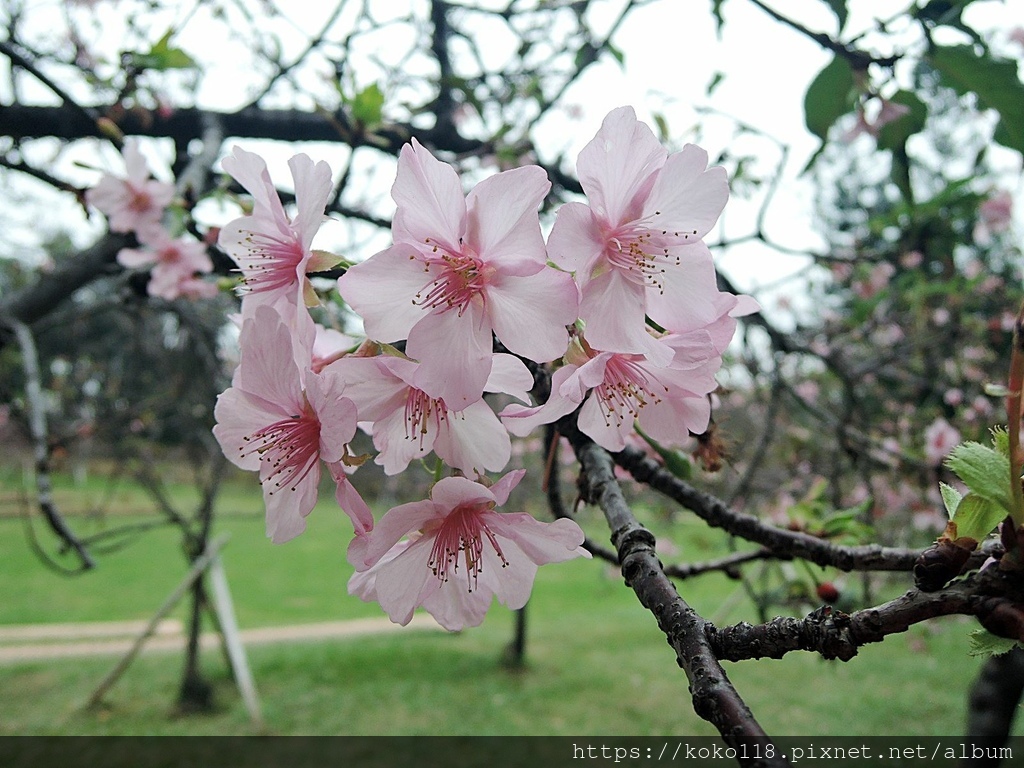 111.2.13 新竹公園-河津櫻32.JPG