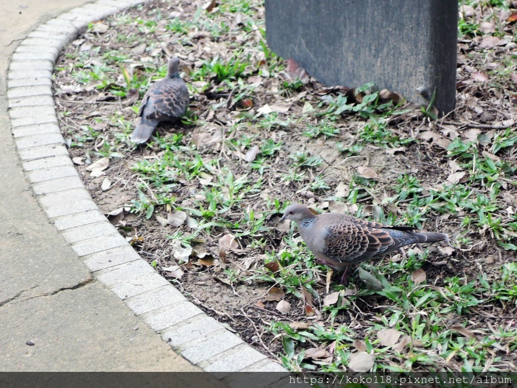 111.2.13 新竹公園-金背鳩.JPG