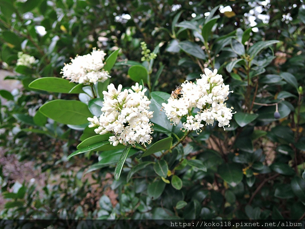 111.2.13 新竹公園-厚葉女貞,蚊子,食蚜蠅.JPG