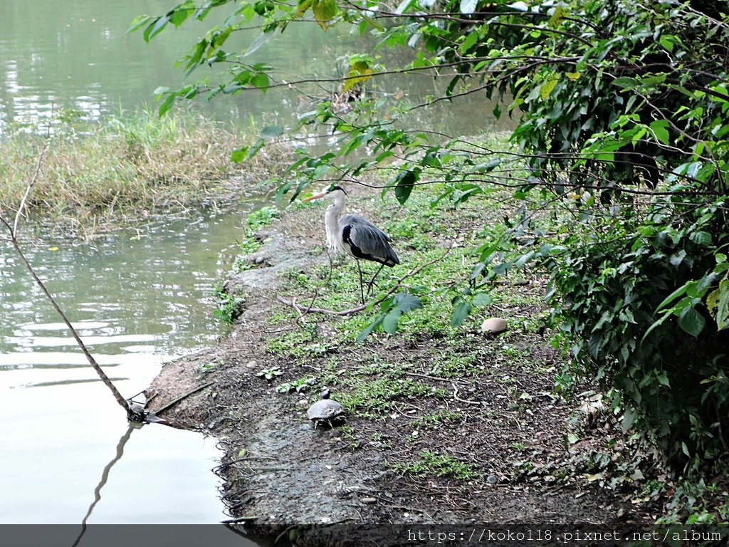 111.2.13 新竹公園-蒼鷺1.JPG