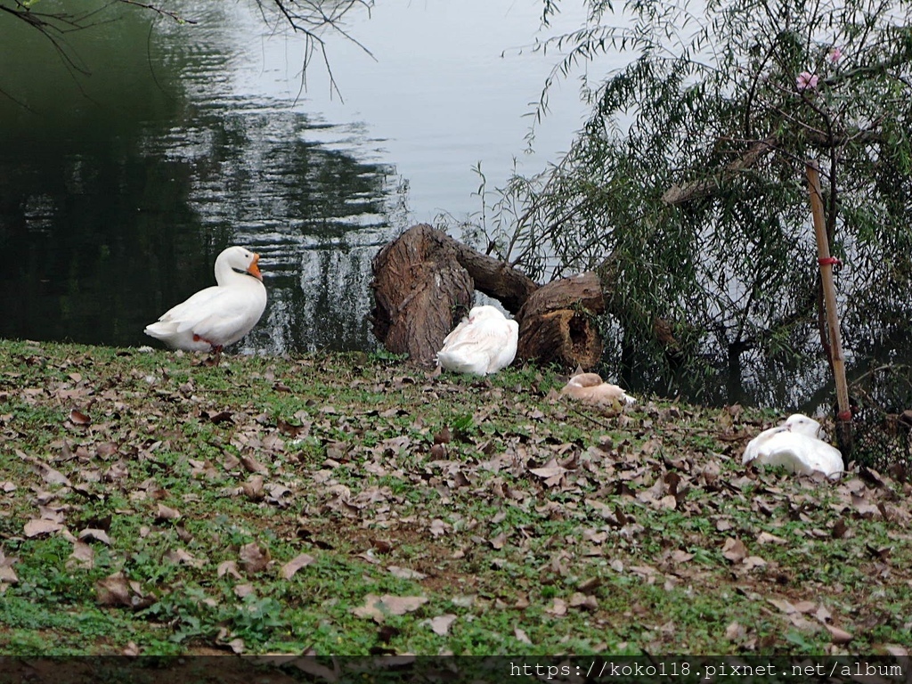 111.2.13 新竹公園-鵝,鴨子1.JPG