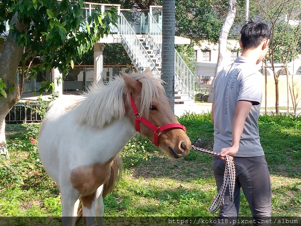 111.2.27 新竹公園-昆蟲館-馬2.jpg