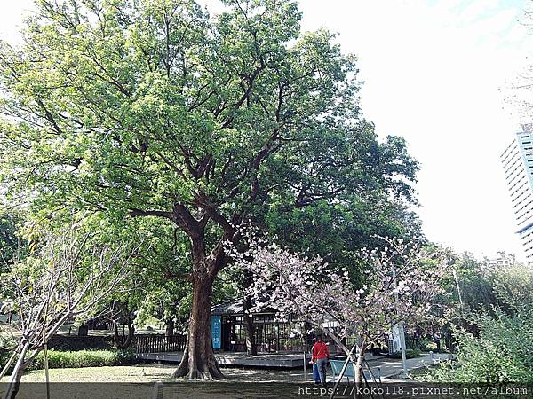 111.2.27 新竹公園-茄苳,櫻花.JPG