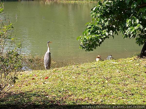 111.2.27 新竹公園-蒼鷺.jpg