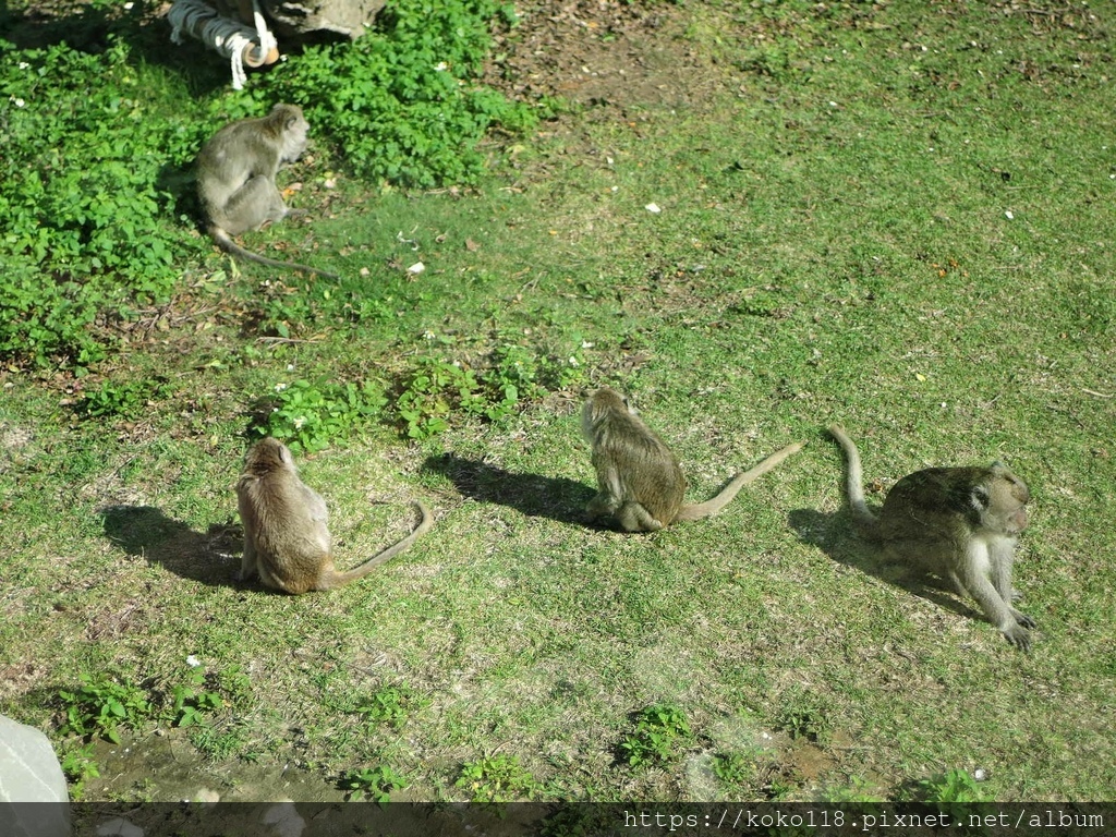 111.2.27 新竹動物園-馬來猴.JPG