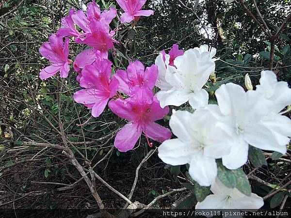 111.2.28 十八尖山-杜鵑花.JPG