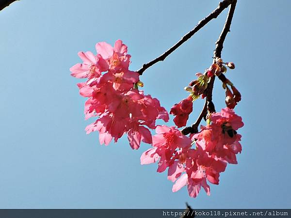 111.3.10 東山濕地生態教學公園外-山櫻花4.JPG