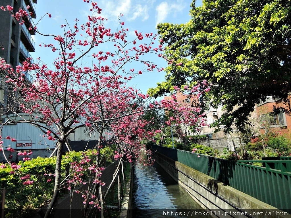 111.3.10 東山濕地生態教學公園外-汀甫圳-八重櫻.JPG