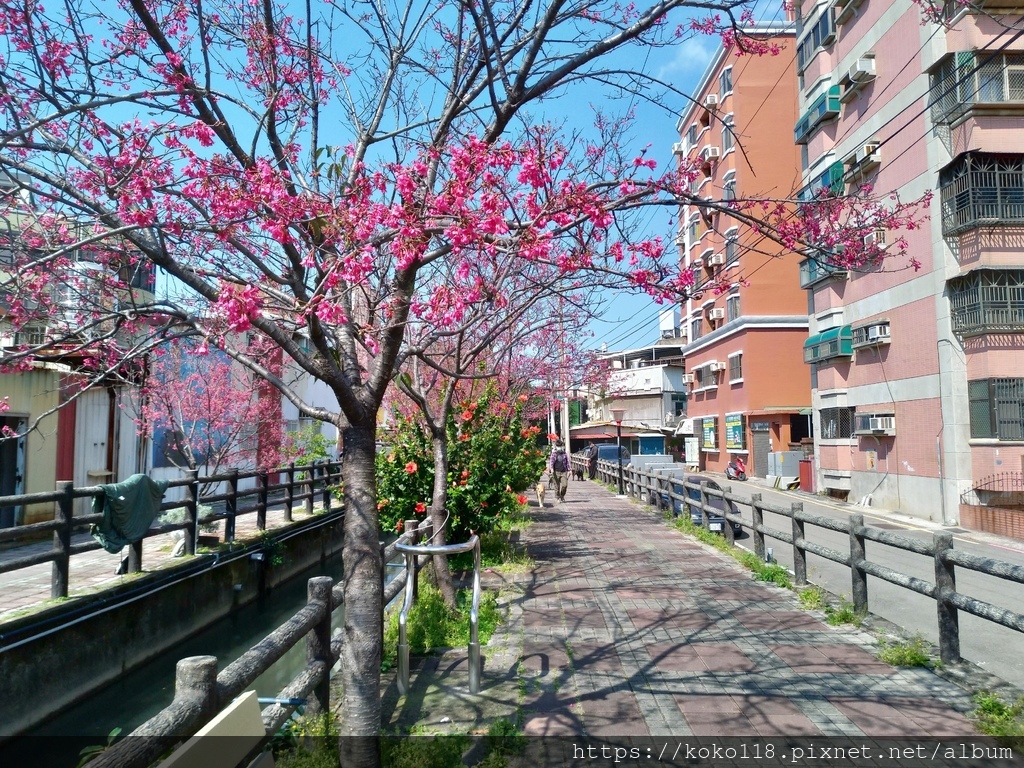 111.3.10 東山濕地生態教學公園外-山櫻花.jpg