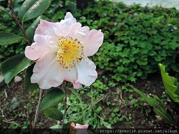 111.3.10 東山濕地生態教學公園外-茶花.JPG