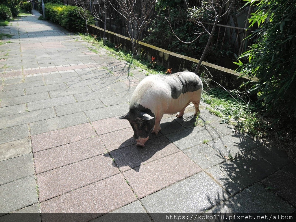 111.3.10 東山濕地生態教學公園外-麝香豬2.JPG