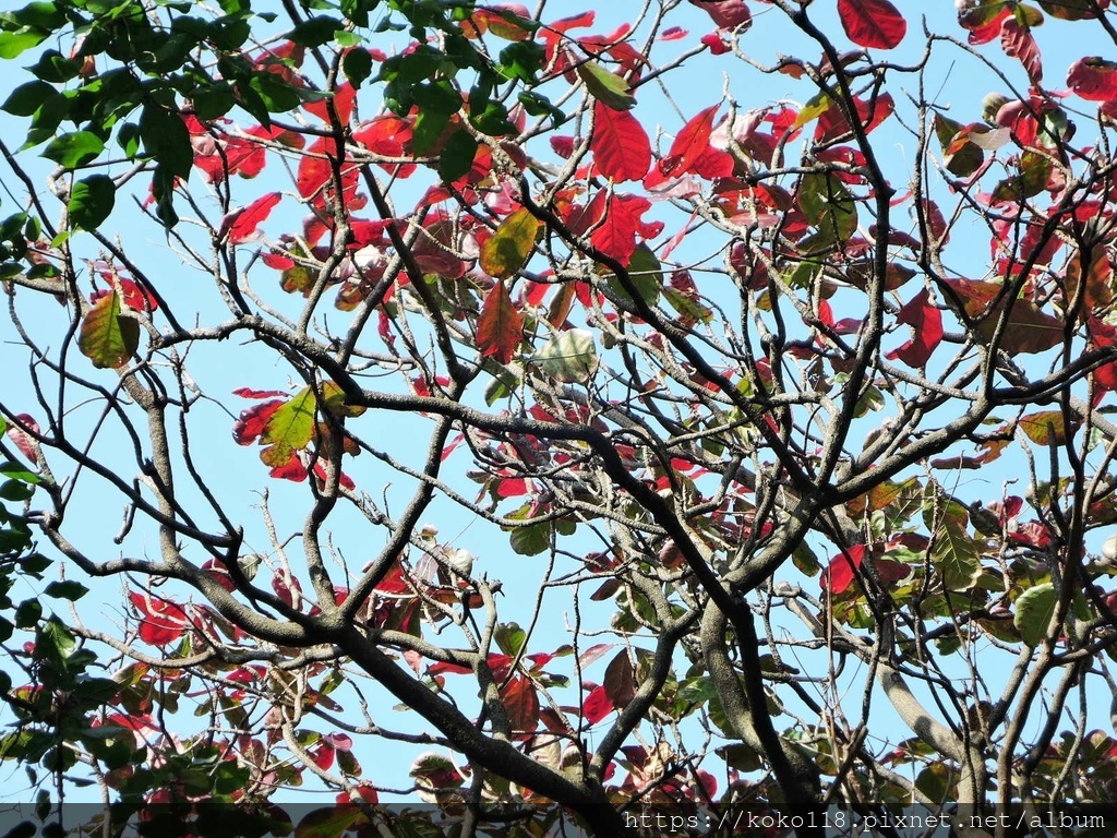 111.3.13 新竹公園-大葉欖仁.JPG