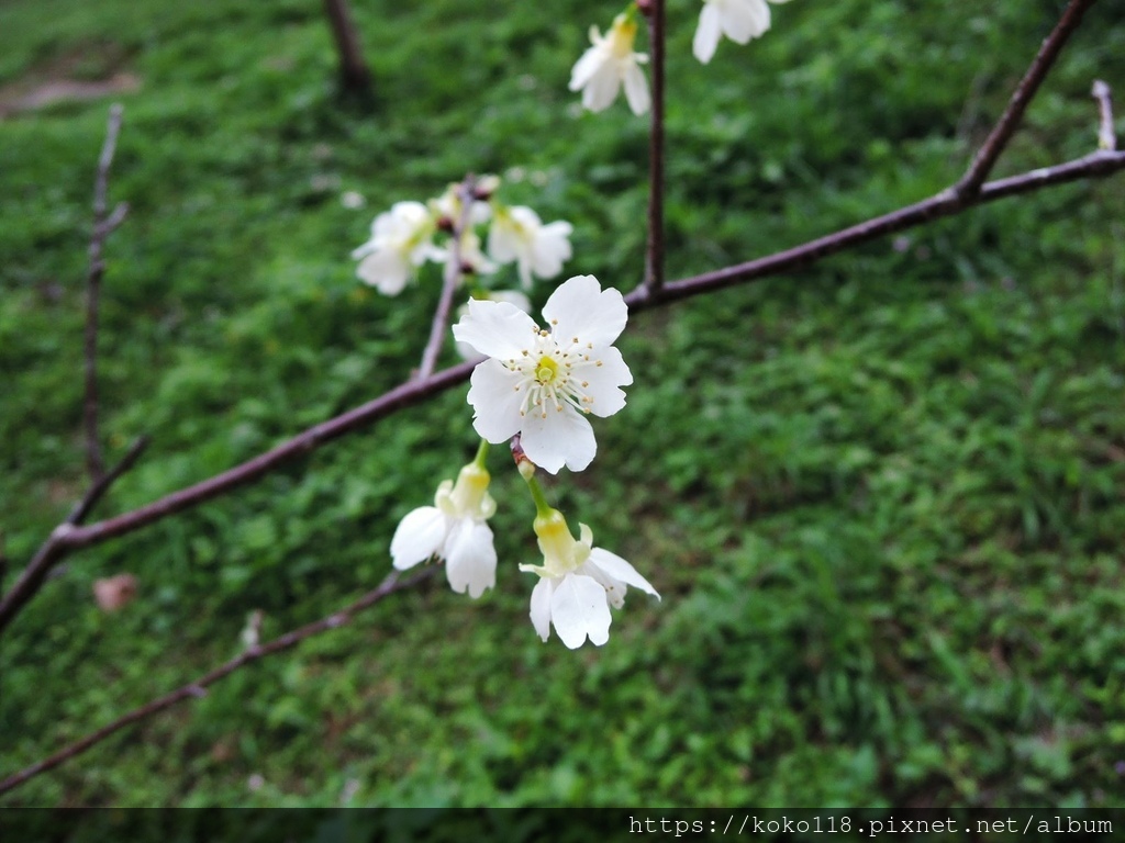 111.3.13 新竹公園-福爾摩沙櫻3.JPG