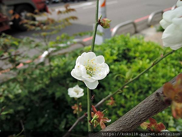 111.3.16 竹蓮國小外-梅花2.JPG