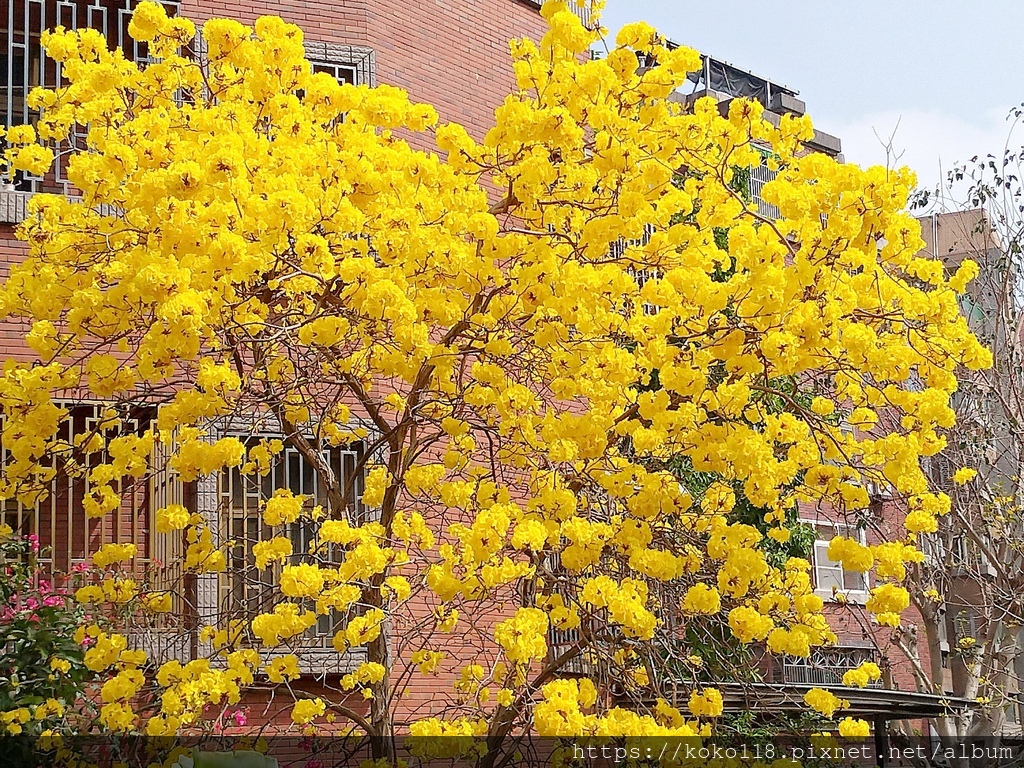 111.3.16 東山濕地生態教學公園-黃花風鈴木3.jpg