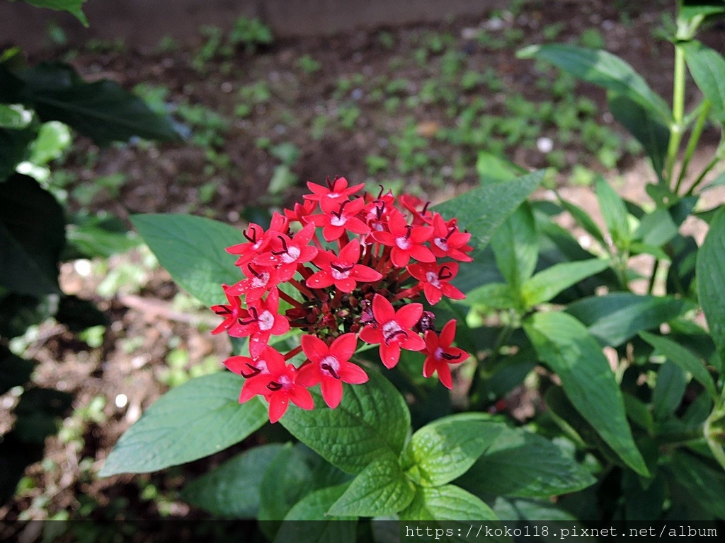 110.3.19 社區-繁星花.JPG