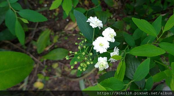 111.3.30 東山濕地生態教學公園外-麻葉繡球2.jpg