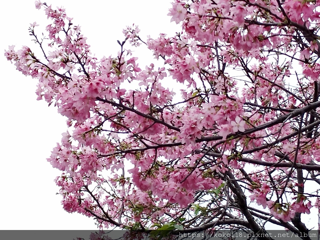 111.3.30 東山濕地生態教學公園外-富士櫻5.jpg