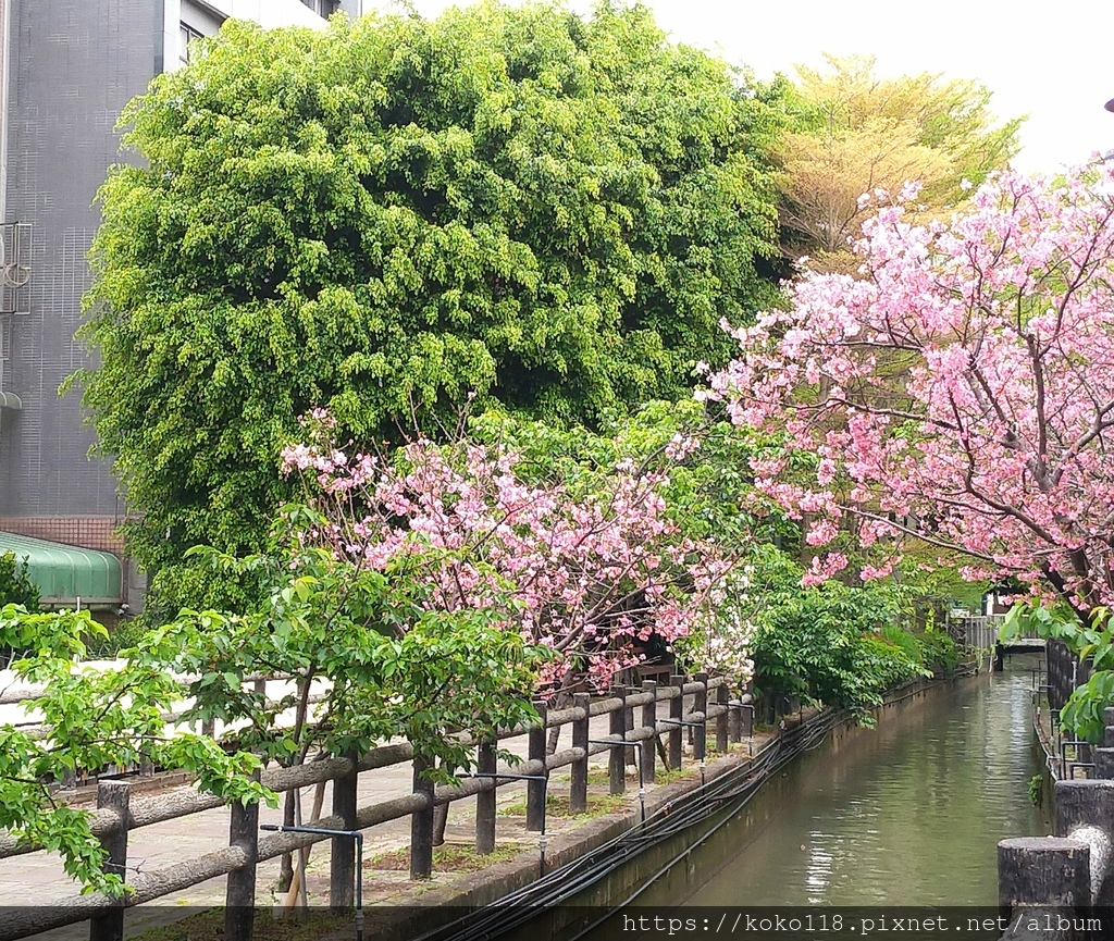 111.3.30 東山濕地生態教學公園外-富士櫻6.jpg