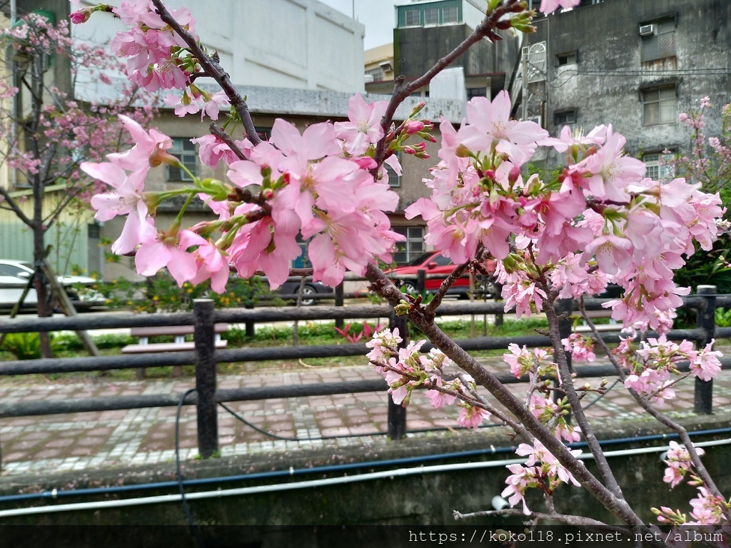 111.3.30 東山濕地生態教學公園外-富士櫻9.jpg