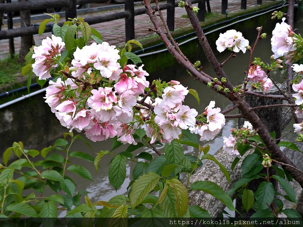 111.3.30 東山濕地生態教學公園外-墨染櫻2.jpg