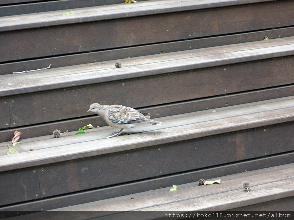 111.4.1 新竹公園-金背鳩.JPG