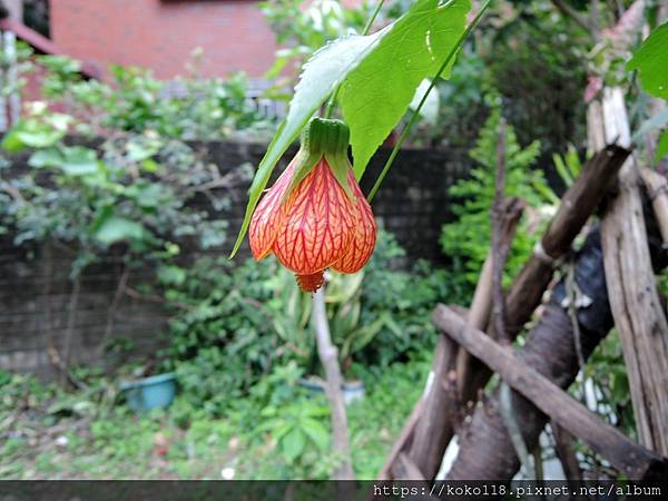 111.4.3 東山濕地生態教學公園-風鈴花.JPG