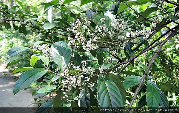 111.4.4 十八尖山-台灣山桂花.JPG