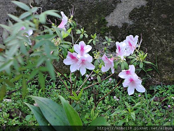 111.4.4 十八尖山-杜鵑花1.JPG