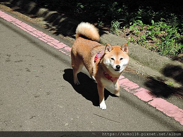 111.4.4 十八尖山-狗1.JPG