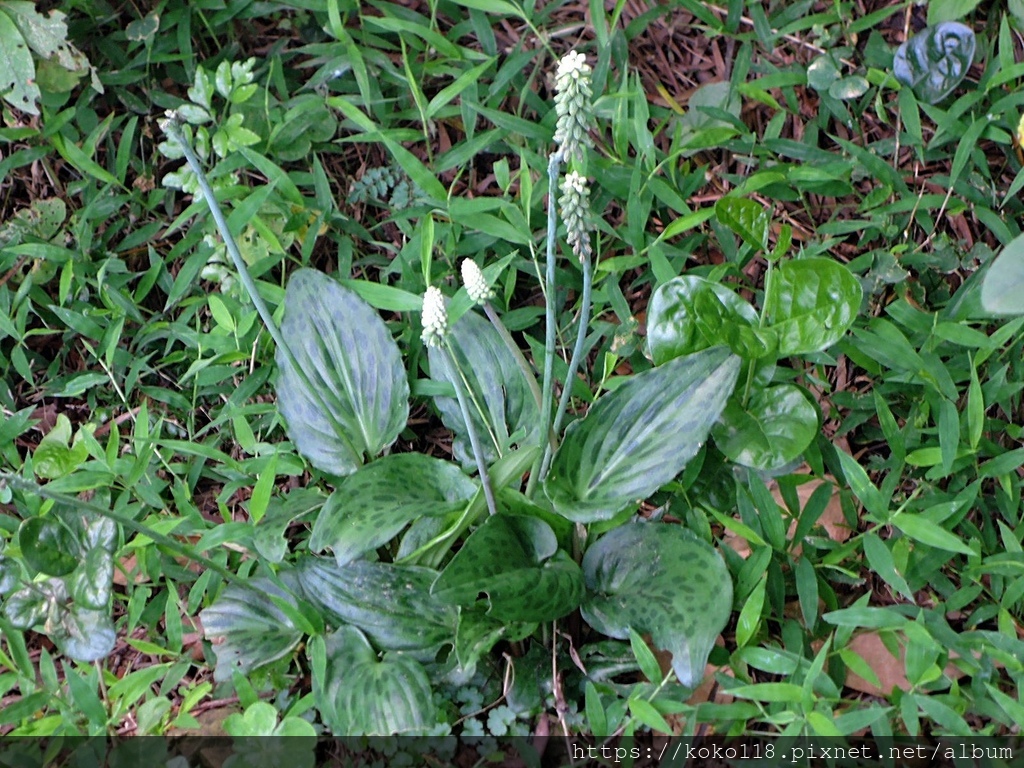 111.5.7 十八尖山-闊葉油點百合1.JPG