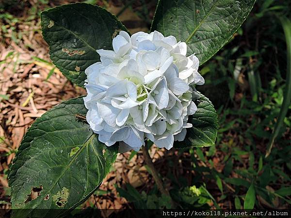 111.5.7 十八尖山-繡球花.JPG