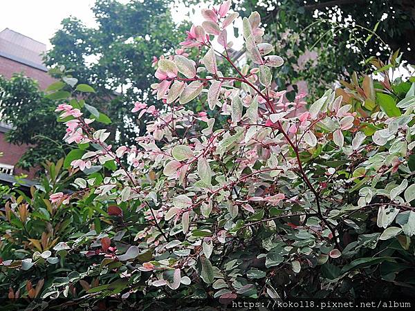 111.5.22 東山濕地生態教學公園-彩葉山漆莖.JPG