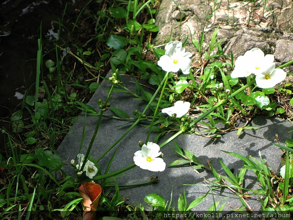 111.6.4 東山濕地生態教學公園-象耳澤瀉.JPG