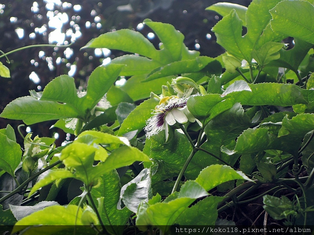 111.6.4 國小-百香果(花)1.JPG