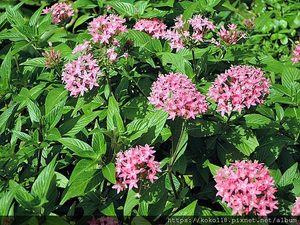 111.6.4 東山濕地生態教學公園-繁星花.JPG