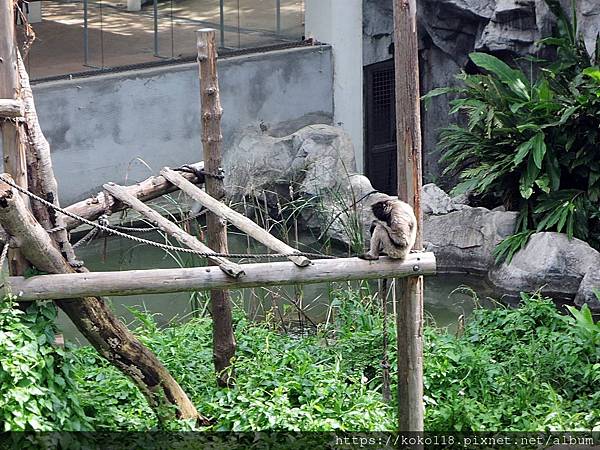 111.6.18 新竹動物園-灰長臂猿.JPG