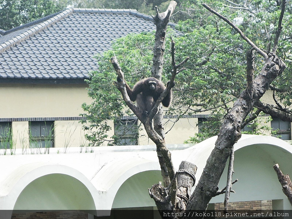 111.6.18 新竹動物園-灰長臂猿2.JPG