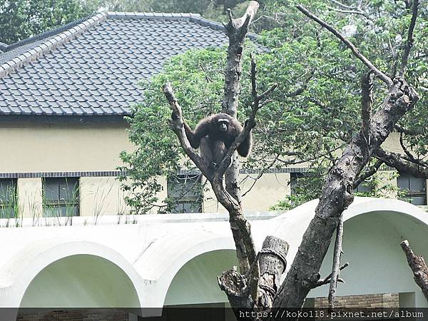 111.6.18 新竹動物園-灰長臂猿2.JPG