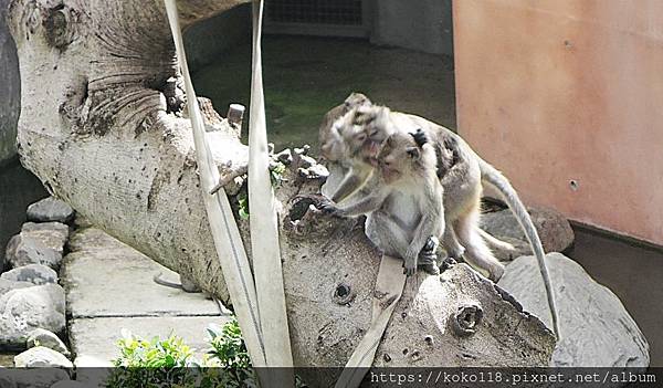 111.6.18 新竹動物園-馬來猴5.JPG