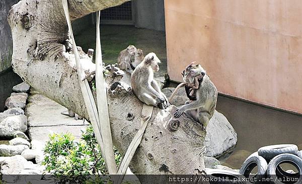 111.6.18 新竹動物園-馬來猴4.JPG