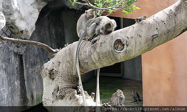 111.6.18 新竹動物園-馬來猴6.JPG