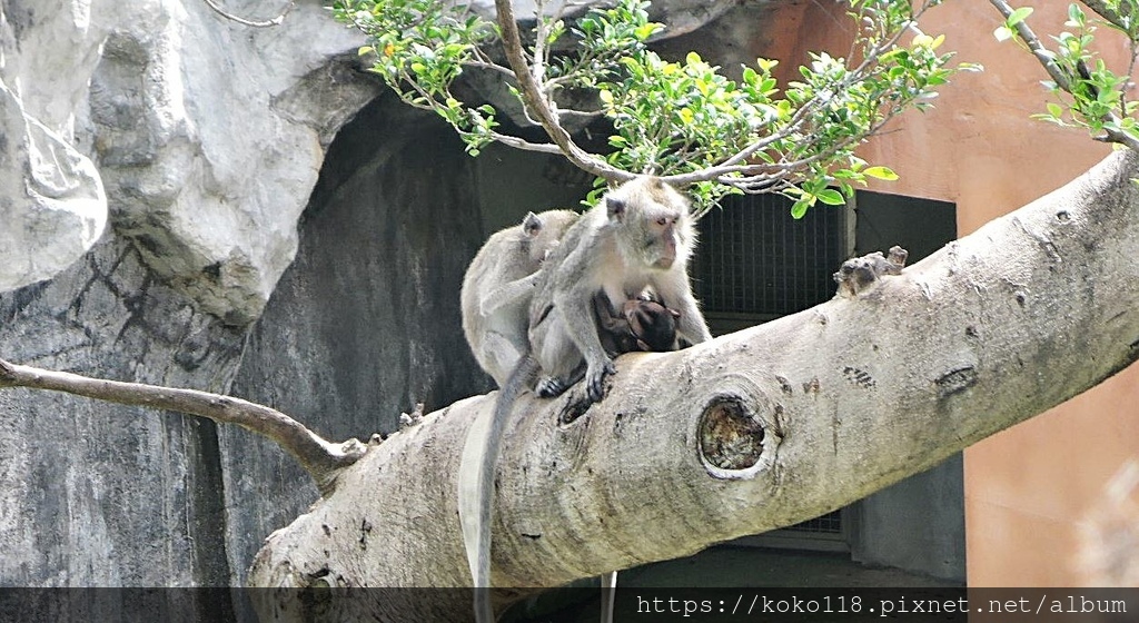 111.6.18 新竹動物園-馬來猴9.JPG